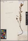 Foto von Salix aurita L. x Salix myrtilloides L.